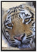 Tiger auf Leinwandbild gerahmt Größe 100x70