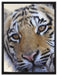 Tiger auf Leinwandbild gerahmt Größe 80x60