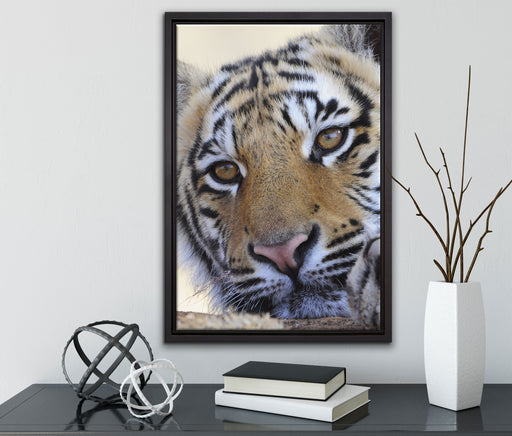 Tiger auf Leinwandbild gerahmt mit Kirschblüten