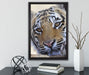Tiger auf Leinwandbild gerahmt mit Kirschblüten