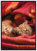Babykatze auf Leinwandbild gerahmt Größe 100x70