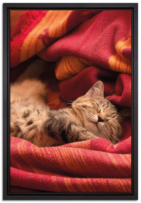 Babykatze auf Leinwandbild gerahmt Größe 60x40