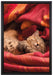 Babykatze auf Leinwandbild gerahmt Größe 60x40