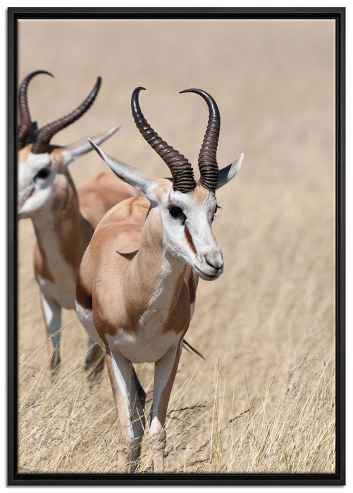 Tiere in Savanne Rehe Afrika auf Leinwandbild gerahmt Größe 100x70