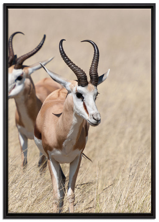 Tiere in Savanne Rehe Afrika auf Leinwandbild gerahmt Größe 100x70