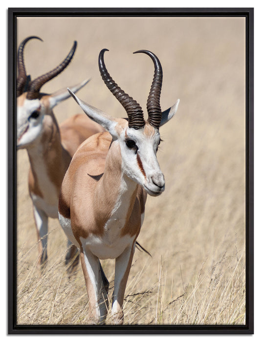 Tiere in Savanne Rehe Afrika auf Leinwandbild gerahmt Größe 80x60