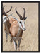 Tiere in Savanne Rehe Afrika auf Leinwandbild gerahmt Größe 80x60