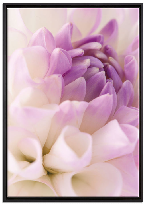 Traumhafte lila weiße Blüte auf Leinwandbild gerahmt Größe 100x70