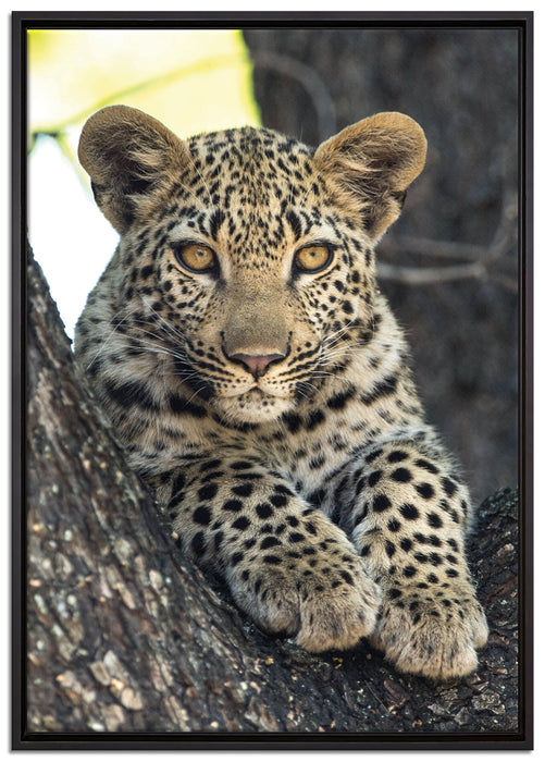 Leopardenbaby auf Leinwandbild gerahmt Größe 100x70