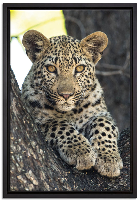 Leopardenbaby auf Leinwandbild gerahmt Größe 60x40
