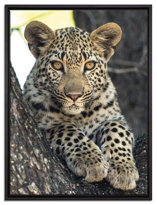 Leopardenbaby auf Leinwandbild gerahmt Größe 80x60
