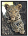 Leopardenbaby auf Leinwandbild gerahmt Größe 80x60
