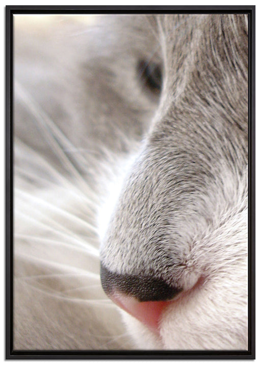 Katze mit blauen Augen auf Leinwandbild gerahmt Größe 100x70