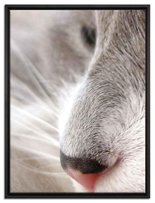 Katze mit blauen Augen auf Leinwandbild gerahmt Größe 80x60