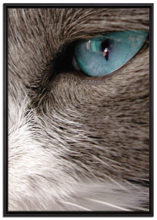 Katze mit blauen Augen auf Leinwandbild gerahmt Größe 100x70