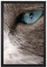 Katze mit blauen Augen auf Leinwandbild gerahmt Größe 60x40