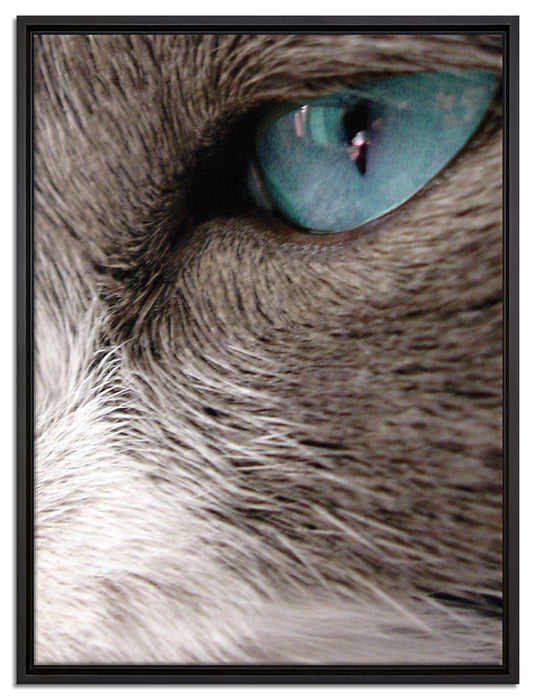 Katze mit blauen Augen auf Leinwandbild gerahmt Größe 80x60