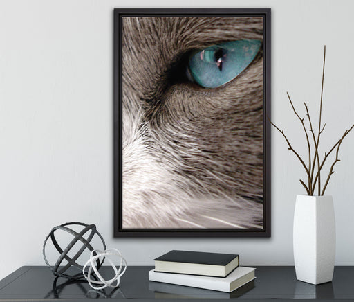 Katze mit blauen Augen auf Leinwandbild gerahmt mit Kirschblüten