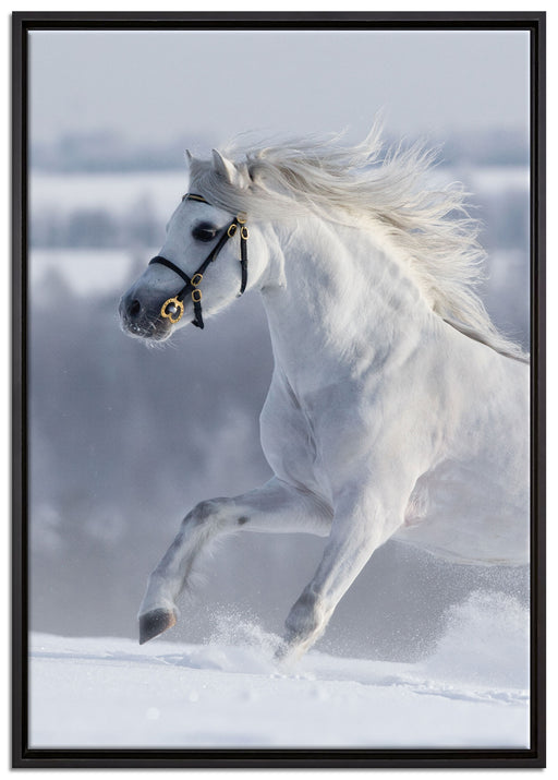 Weißes Pferd auf Schneewiese auf Leinwandbild gerahmt Größe 100x70