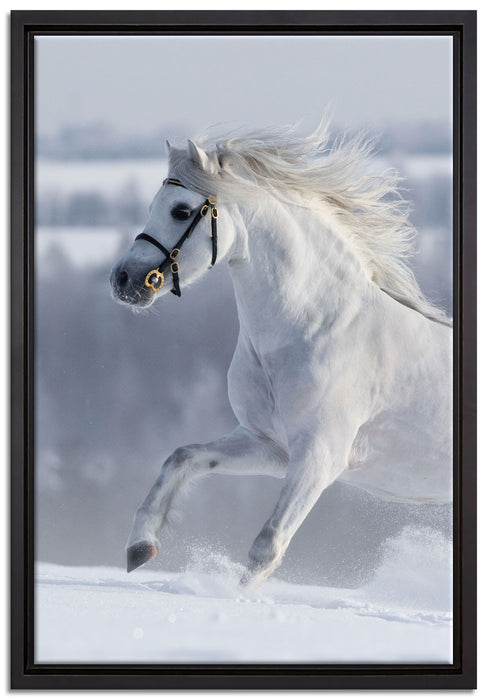 Weißes Pferd auf Schneewiese auf Leinwandbild gerahmt Größe 60x40