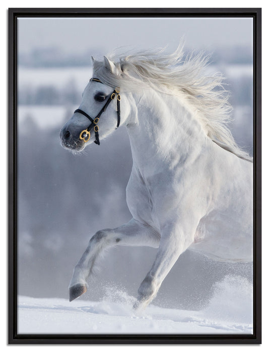 Weißes Pferd auf Schneewiese auf Leinwandbild gerahmt Größe 80x60