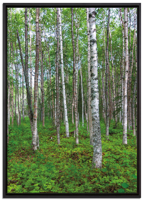 Birkenwald auf Leinwandbild gerahmt Größe 100x70