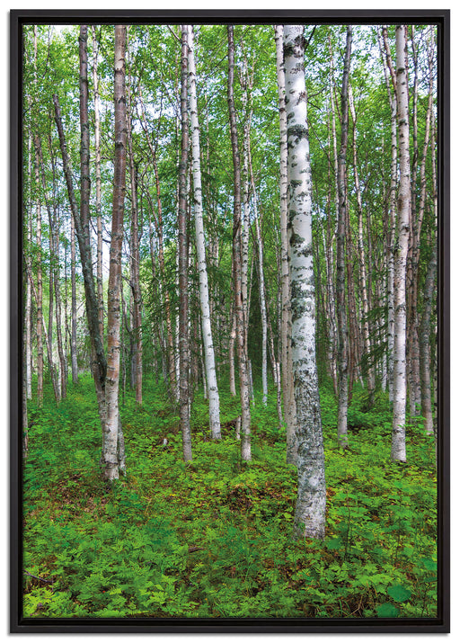 Birkenwald auf Leinwandbild gerahmt Größe 100x70