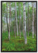Birkenwald auf Leinwandbild gerahmt Größe 100x70