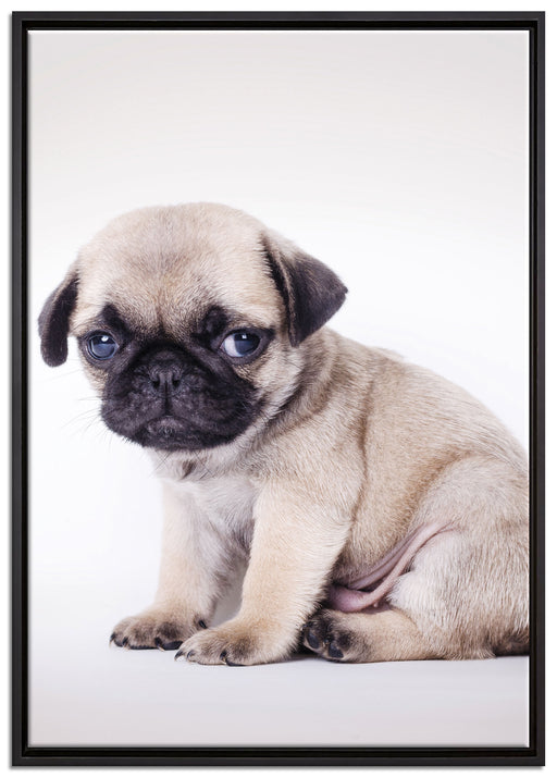Kleiner Hundewelpe Mops auf Leinwandbild gerahmt Größe 100x70