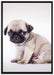 Kleiner Hundewelpe Mops auf Leinwandbild gerahmt Größe 100x70