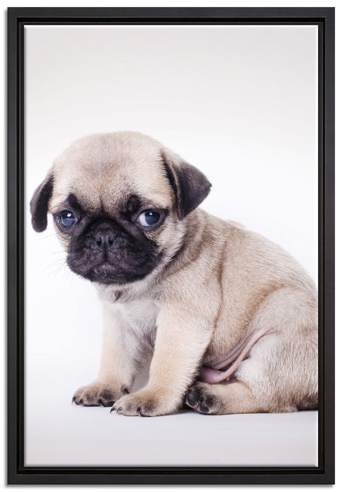 Kleiner Hundewelpe Mops auf Leinwandbild gerahmt Größe 60x40