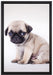 Kleiner Hundewelpe Mops auf Leinwandbild gerahmt Größe 60x40