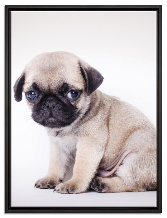 Kleiner Hundewelpe Mops auf Leinwandbild gerahmt Größe 80x60