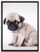 Kleiner Hundewelpe Mops auf Leinwandbild gerahmt Größe 80x60