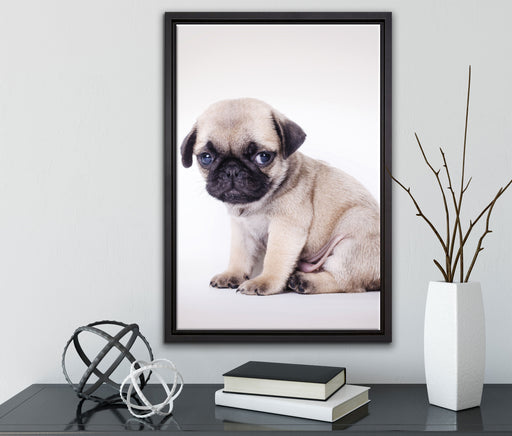 Kleiner Hundewelpe Mops auf Leinwandbild gerahmt mit Kirschblüten