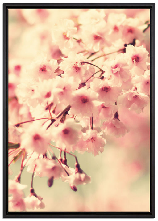 Kirschblüten auf Leinwandbild gerahmt Größe 100x70
