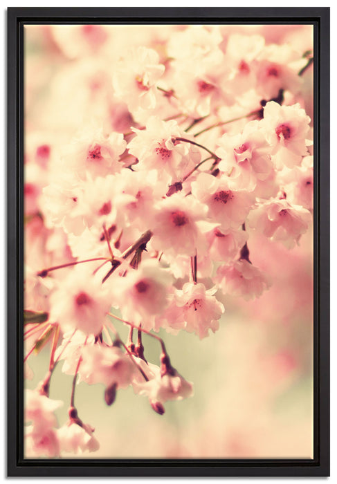 Kirschblüten auf Leinwandbild gerahmt Größe 60x40
