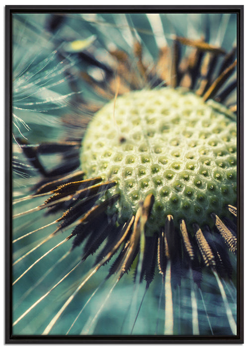 Pusteblume auf Leinwandbild gerahmt Größe 100x70