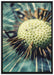 Pusteblume auf Leinwandbild gerahmt Größe 100x70