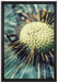 Pusteblume auf Leinwandbild gerahmt Größe 60x40