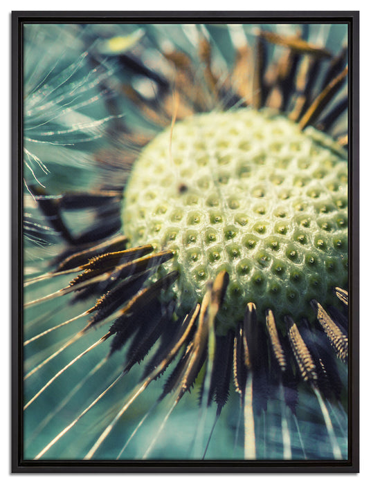 Pusteblume auf Leinwandbild gerahmt Größe 80x60