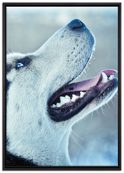 Husky von der Seite auf Leinwandbild gerahmt Größe 100x70