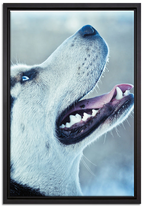 Husky von der Seite auf Leinwandbild gerahmt Größe 60x40