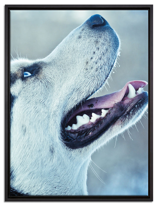 Husky von der Seite auf Leinwandbild gerahmt Größe 80x60