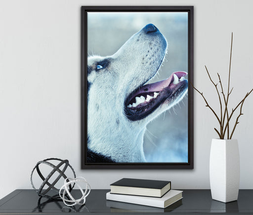 Husky von der Seite auf Leinwandbild gerahmt mit Kirschblüten