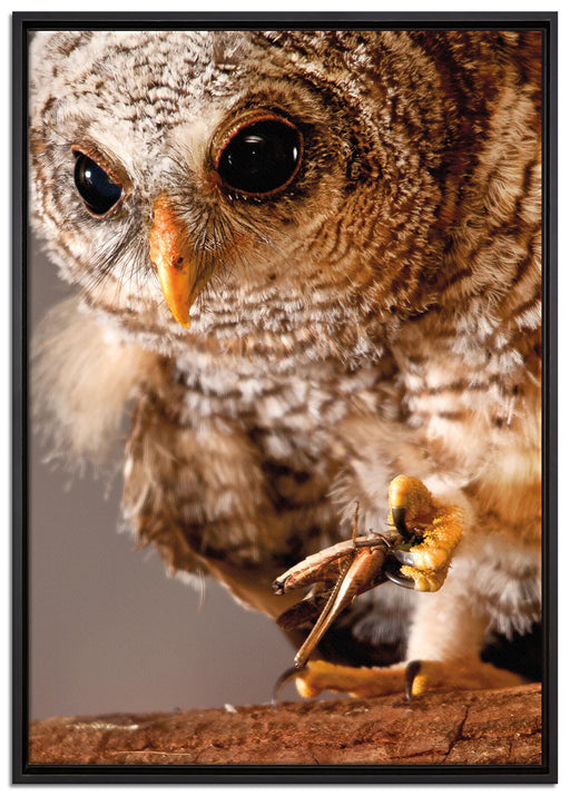 Eule auf Leinwandbild gerahmt Größe 100x70