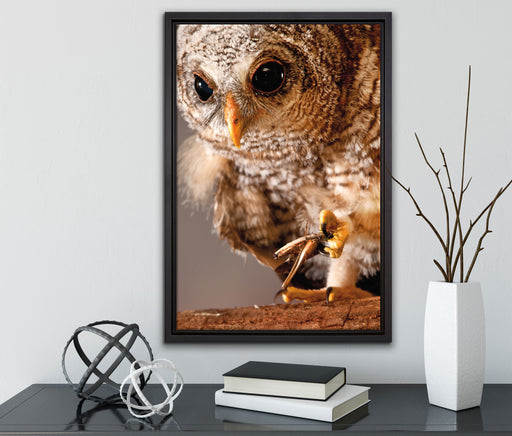 Eule auf Leinwandbild gerahmt mit Kirschblüten
