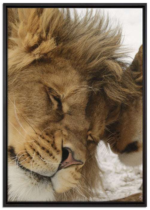 Kuschelnde Löwen auf Leinwandbild gerahmt Größe 100x70