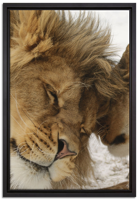 Kuschelnde Löwen auf Leinwandbild gerahmt Größe 60x40