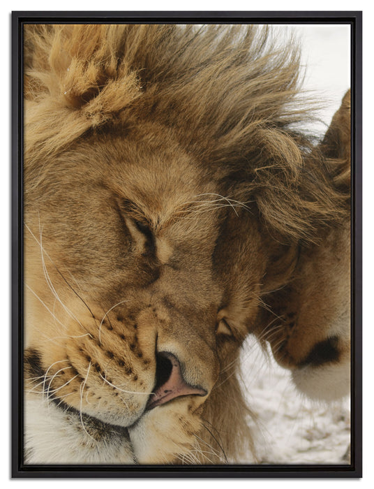 Kuschelnde Löwen auf Leinwandbild gerahmt Größe 80x60